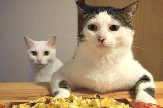 猫咪流眼泪怎么回事
