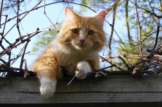 猫咪流眼泪怎么回事