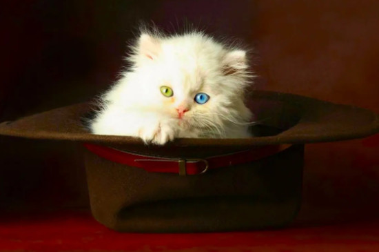 一个月大的猫咪怎么养