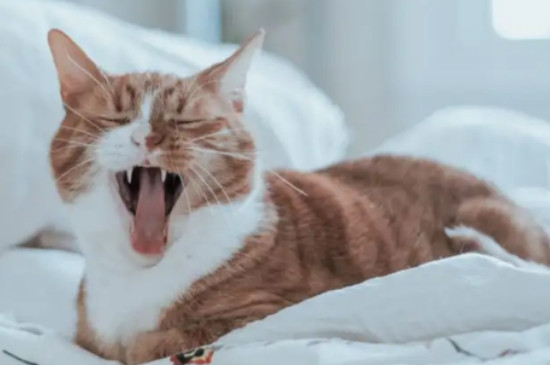 猫连续打喷嚏是怎么回事