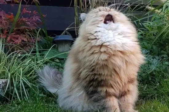 猫连续打喷嚏是怎么回事