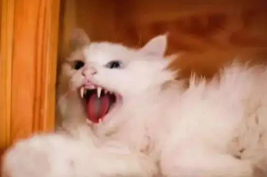 母猫对公猫哈气多久才好