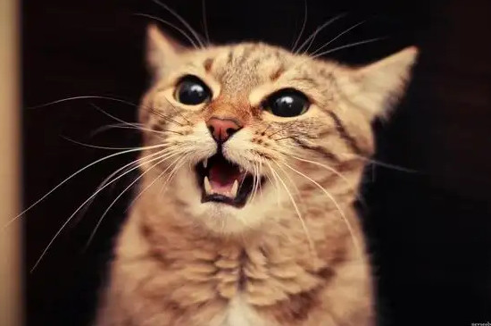 母猫对公猫哈气多久才好
