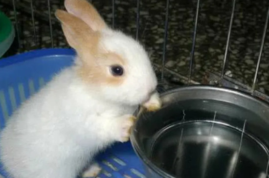 兔子一个劲的喝水正常吗
