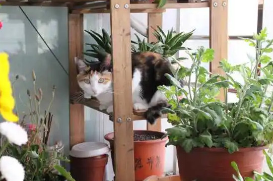 尤加利叶对猫有害吗