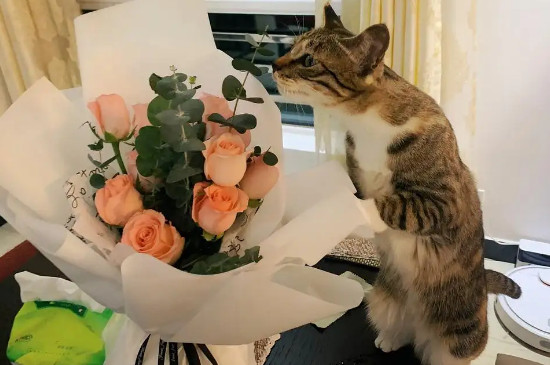 尤加利叶对猫有害吗