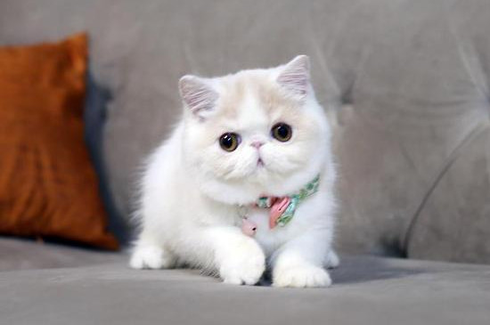 温顺的猫咪品种