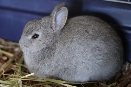 兔子冷会自己找暖和的地方吗