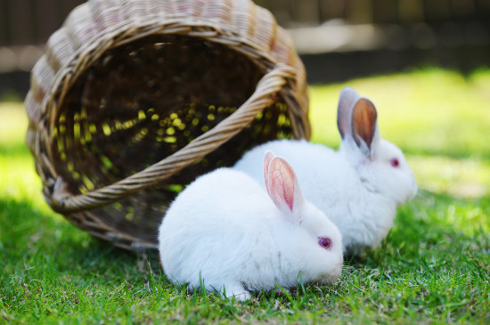 兔子可以吃包菜吗