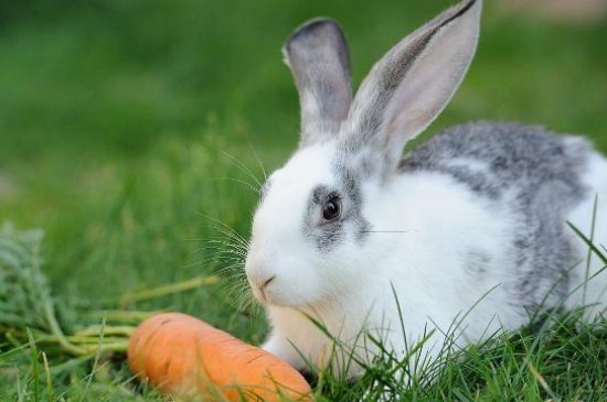 兔子的生活习惯